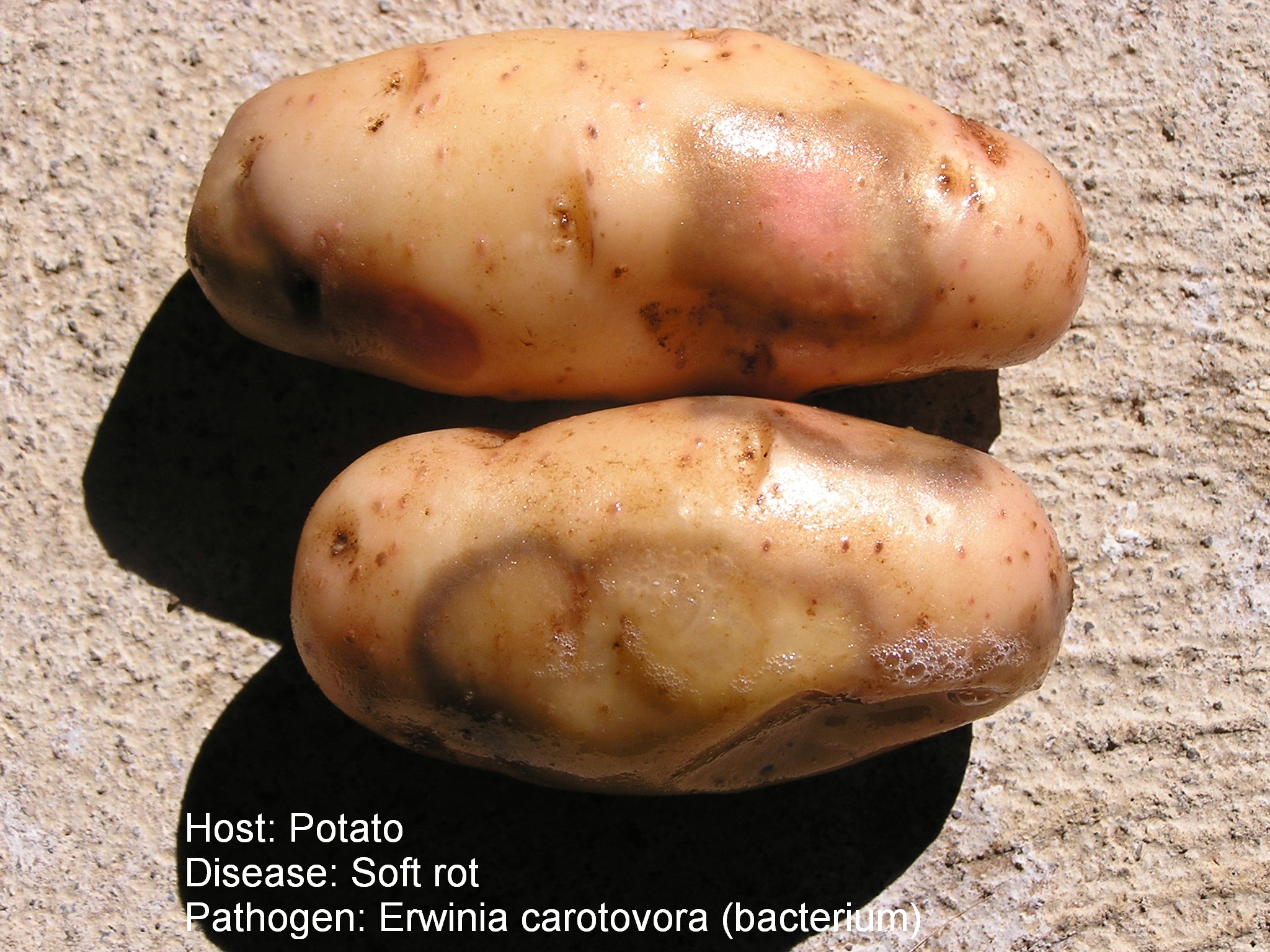 Blackleg